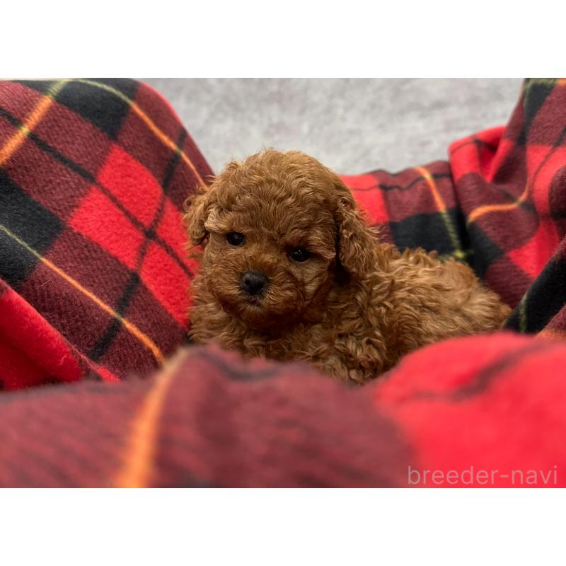 販売中の三重県のタイニープードル-430987の4枚目