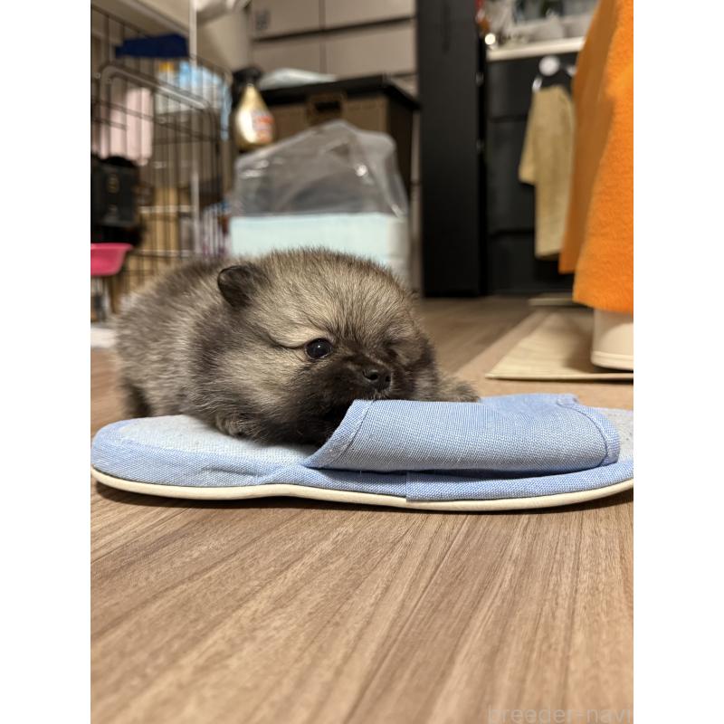 成約済の愛媛県のポメラニアン-426752の4枚目