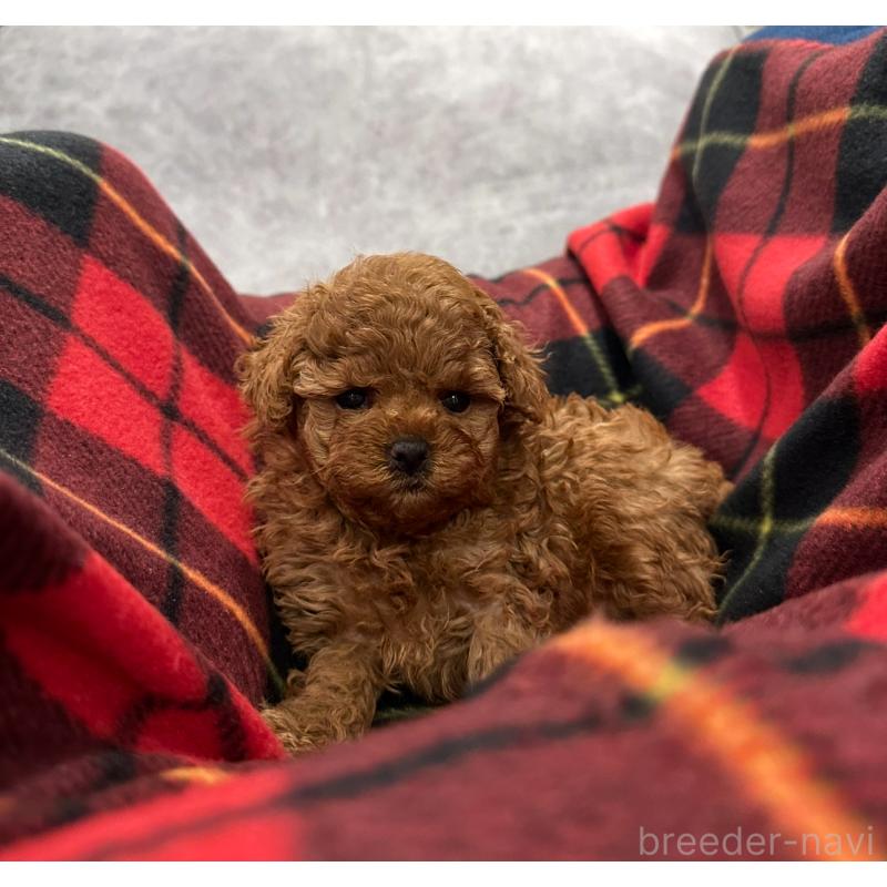 販売中の三重県のタイニープードル-430987の3枚目
