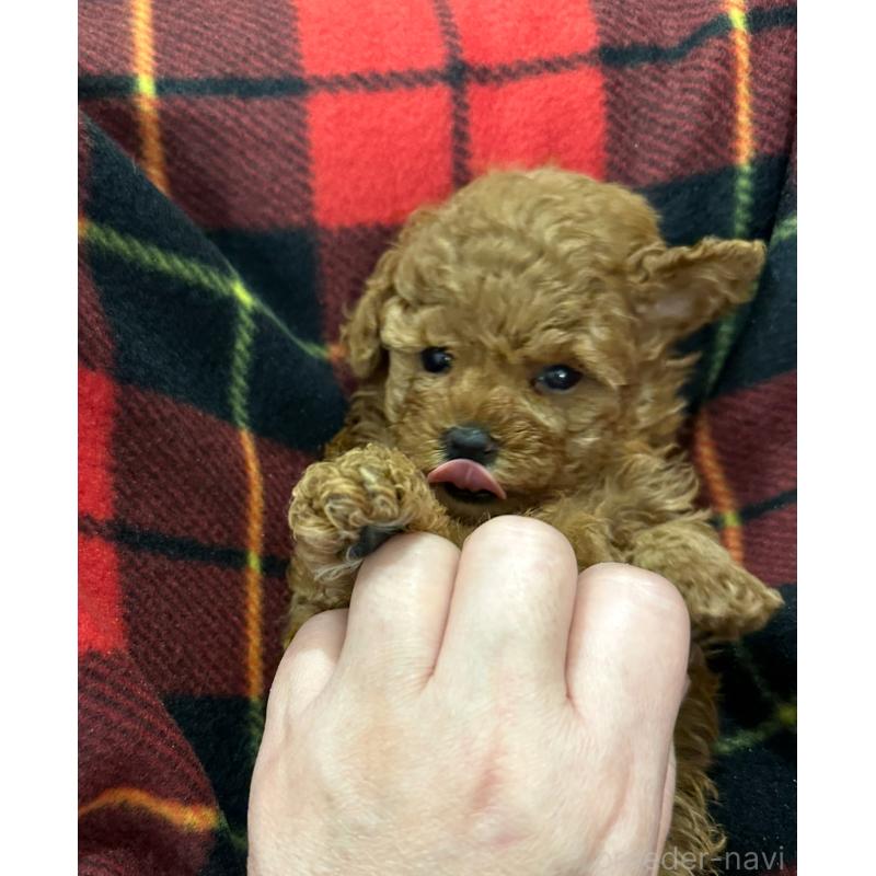 販売中の三重県のタイニープードル-430987の2枚目