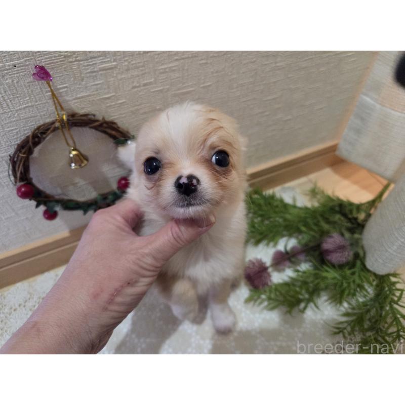 成約済の広島県のチワワ(ロングコート)-422565の18枚目