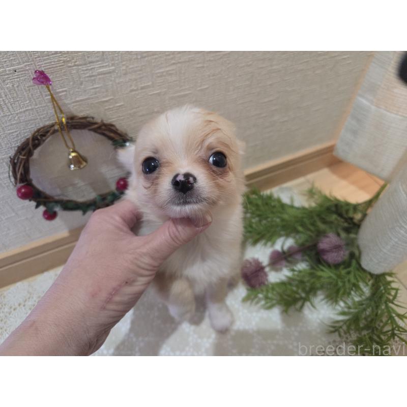 成約済の広島県のチワワ(ロングコート)-422565の17枚目