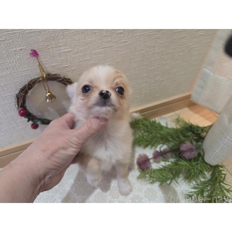 成約済の広島県のチワワ(ロングコート)-422565の1枚目