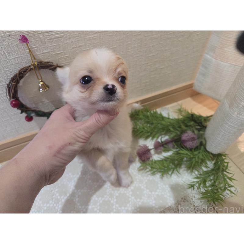 成約済の広島県のチワワ(ロングコート)-422565の13枚目