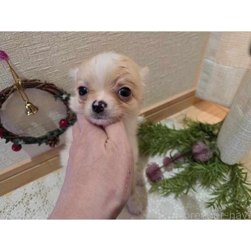 成約済の広島県のチワワ(ロングコート)-422565の10枚目