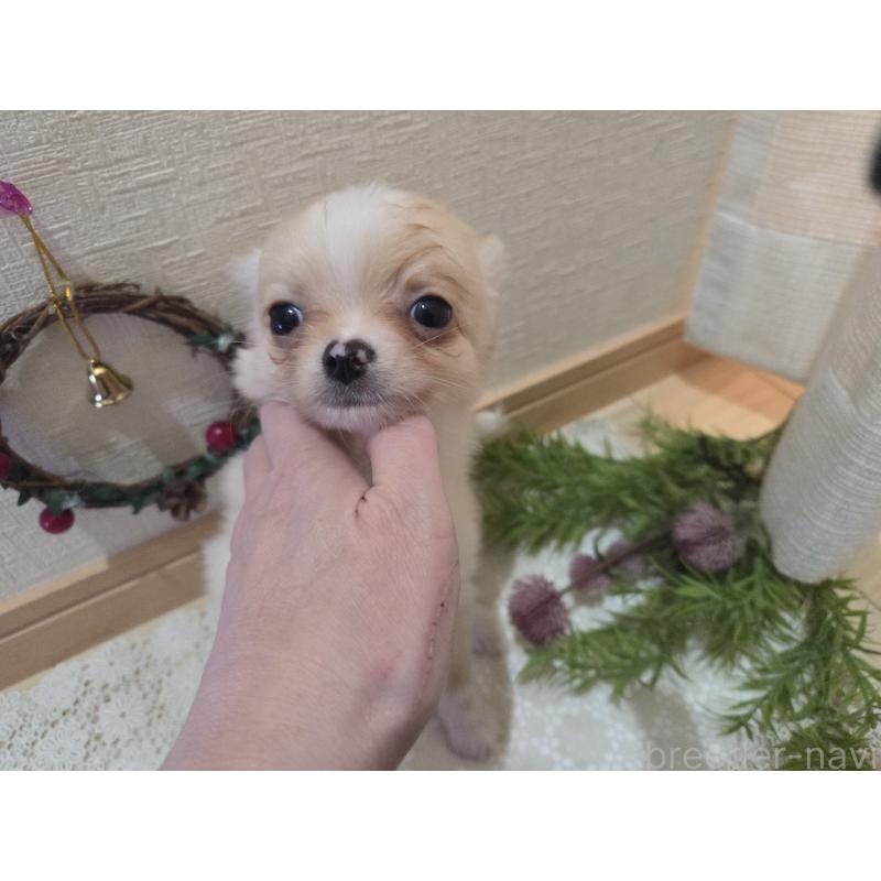 成約済の広島県のチワワ(ロングコート)-422565の9枚目