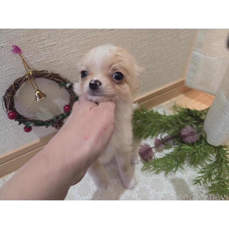 成約済の広島県のチワワ(ロングコート)-422565の7枚目