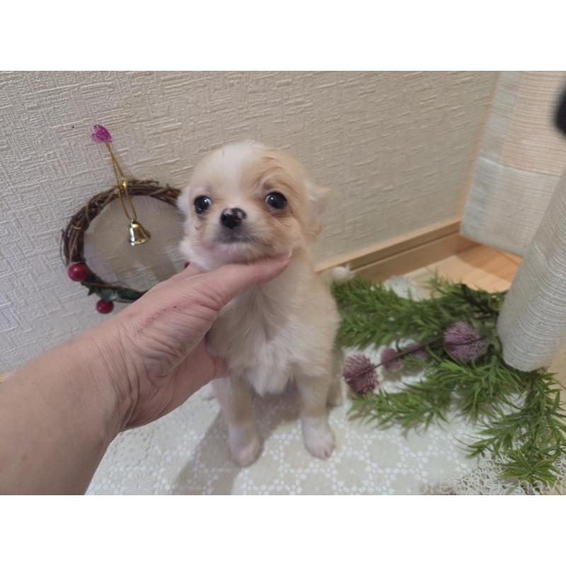 成約済の広島県のチワワ(ロングコート)-422565の6枚目