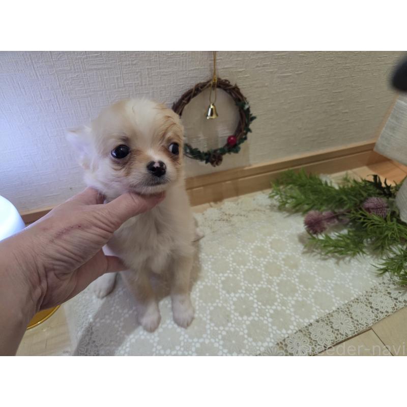 成約済の広島県のチワワ(ロングコート)-422565の5枚目