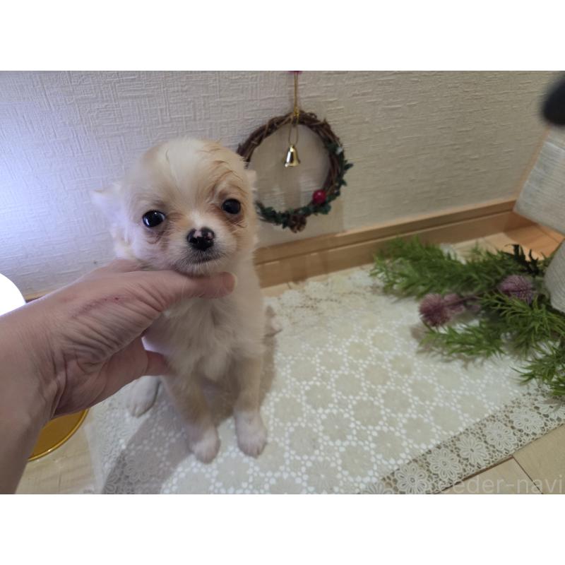 成約済の広島県のチワワ(ロングコート)-422565の3枚目