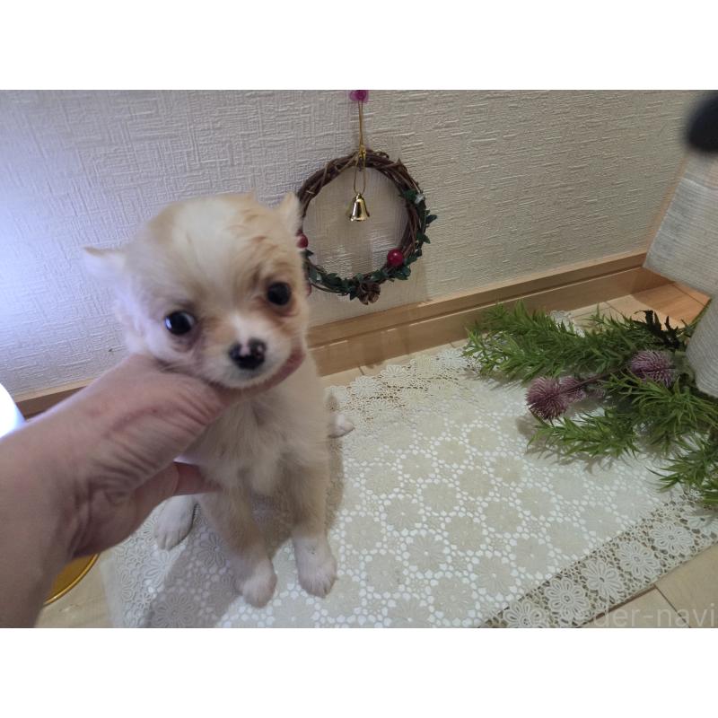 成約済の広島県のチワワ(ロングコート)-422565の2枚目