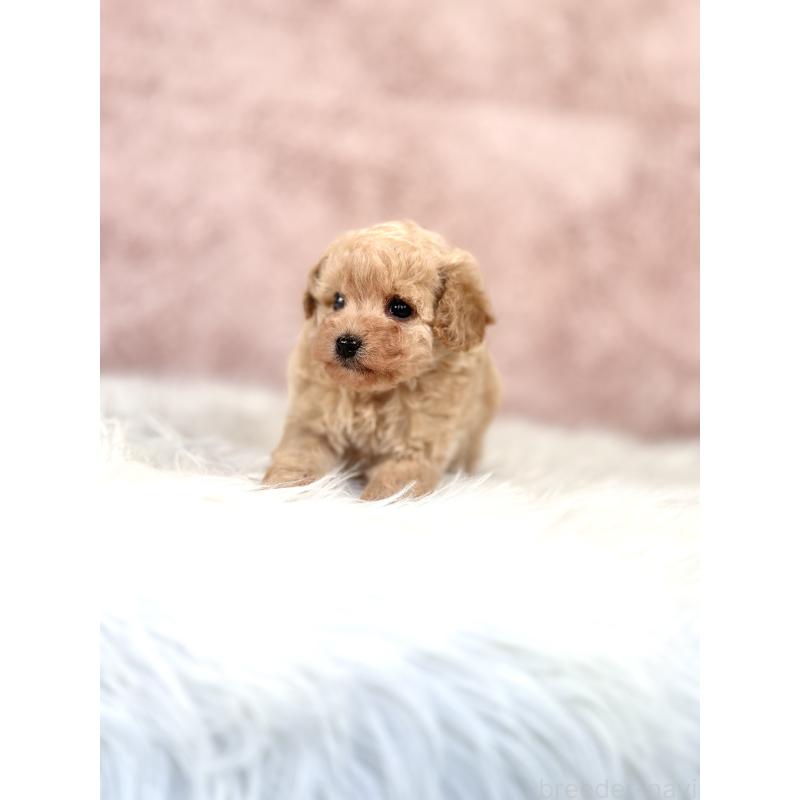 販売中の茨城県のミックス犬-430988の5枚目