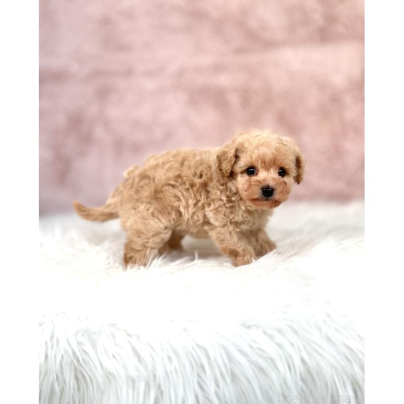 販売中の茨城県のミックス犬-430988の4枚目