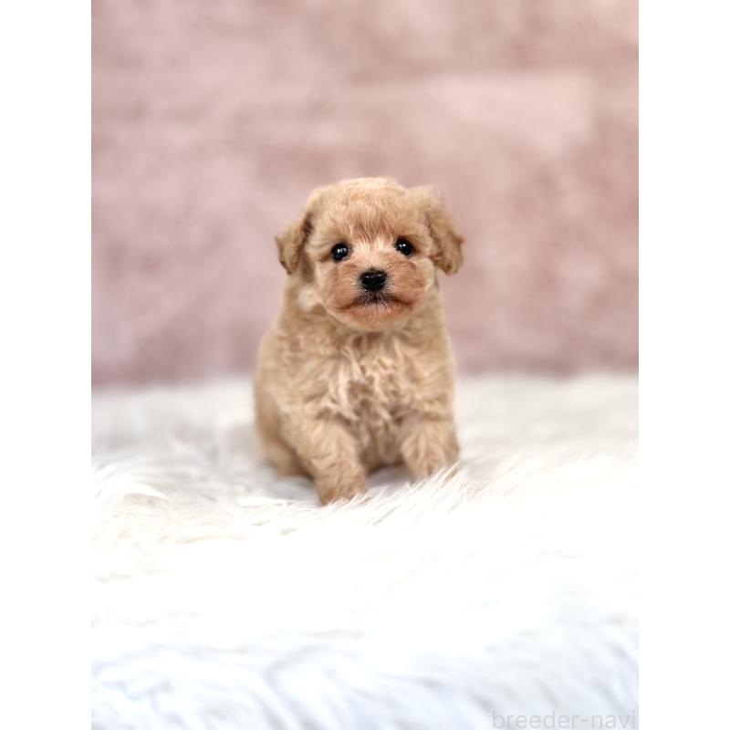 販売中の茨城県のミックス犬-430988の3枚目