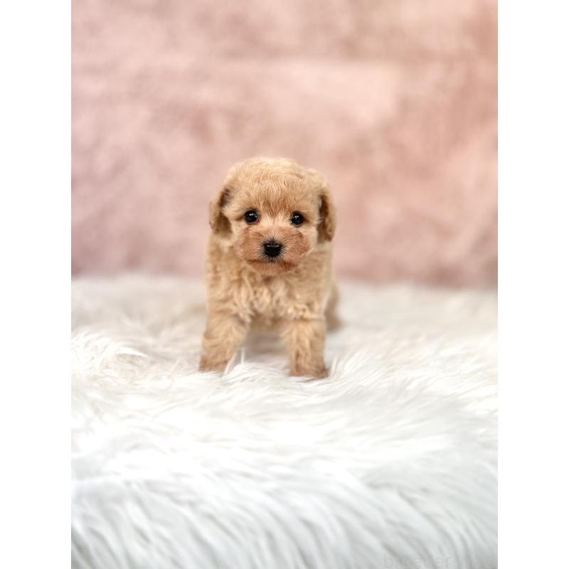 販売中の茨城県のミックス犬-430988の2枚目