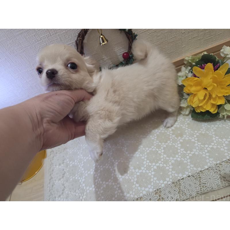 成約済の広島県のチワワ(ロングコート)-420877の9枚目