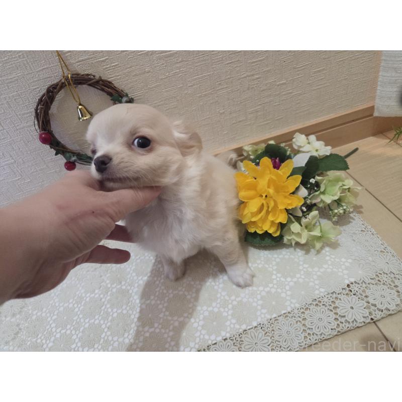 成約済の広島県のチワワ(ロングコート)-420877の7枚目