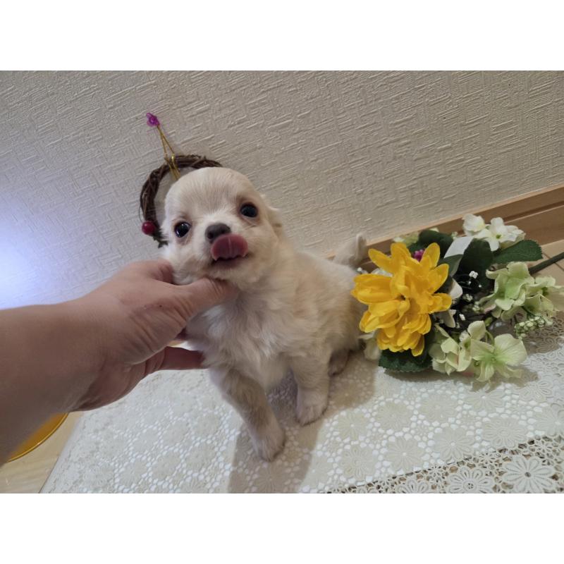 成約済の広島県のチワワ(ロングコート)-420877の4枚目