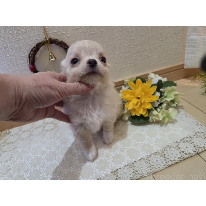 成約済の広島県のチワワ(ロングコート)-420877