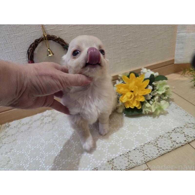 成約済の広島県のチワワ(ロングコート)-420877の3枚目