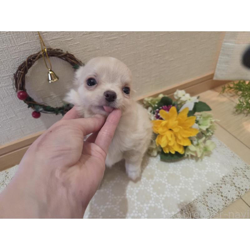 成約済の広島県のチワワ(ロングコート)-420877の2枚目