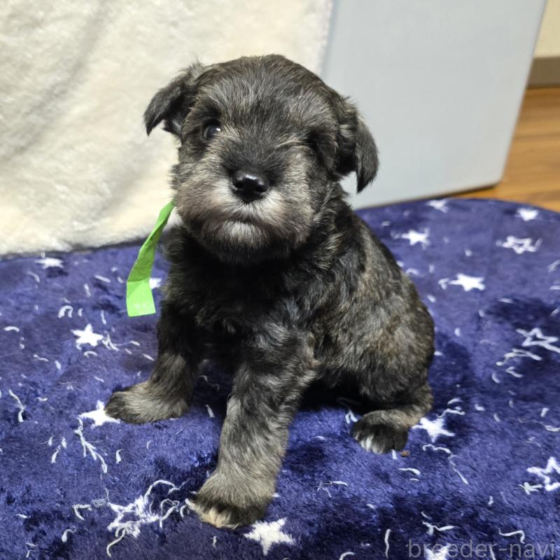 販売中の岡山県のミニチュアシュナウザー-427372