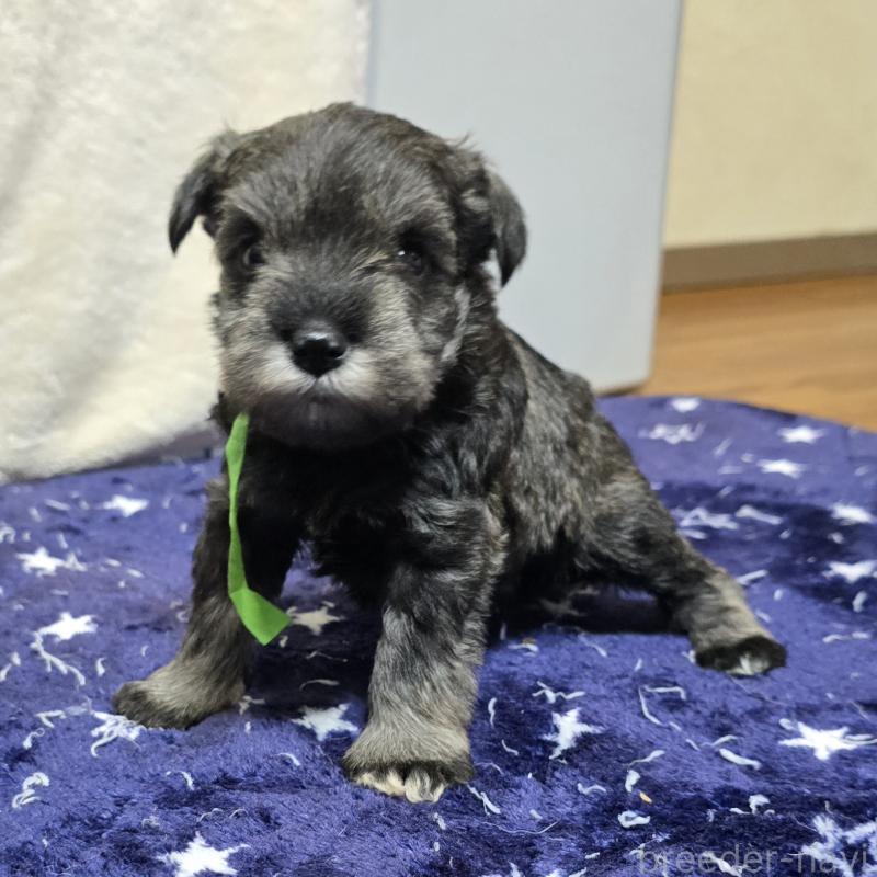 成約済の岡山県のミニチュアシュナウザー-427372の8枚目