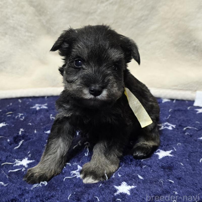 販売中の岡山県のミニチュアシュナウザー-427373