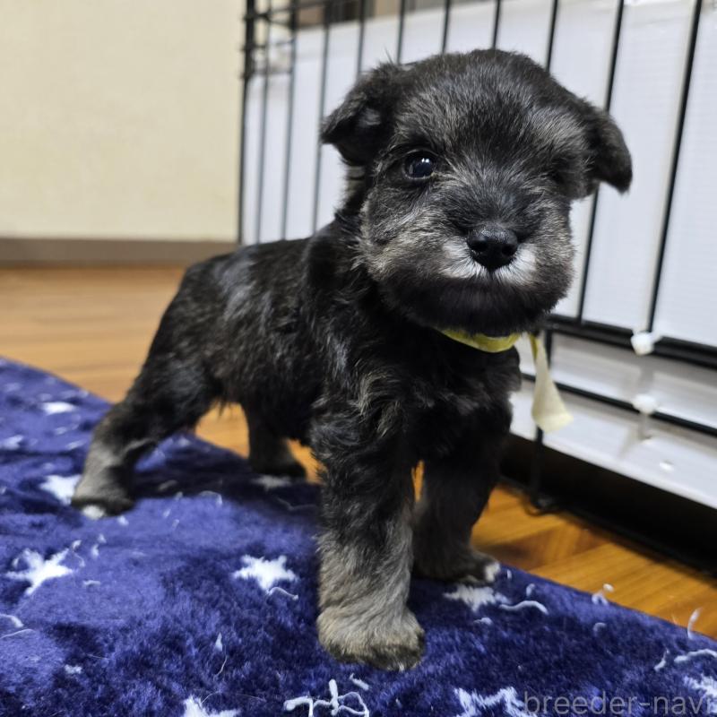 成約済の岡山県のミニチュアシュナウザー-427373の8枚目