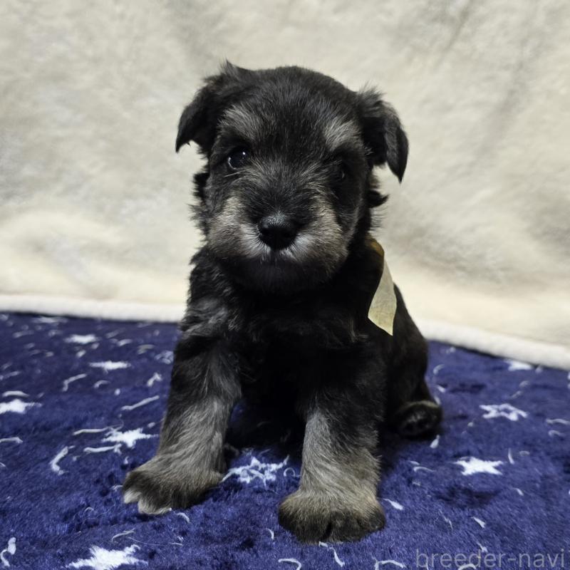 販売中の岡山県のミニチュアシュナウザー-427374