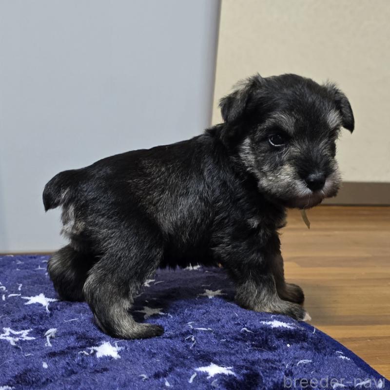 成約済の岡山県のミニチュアシュナウザー-427374の2枚目