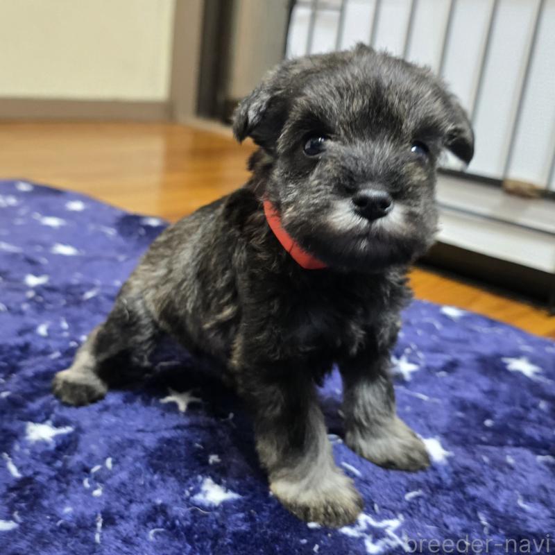 成約済の岡山県のミニチュアシュナウザー-427375の3枚目