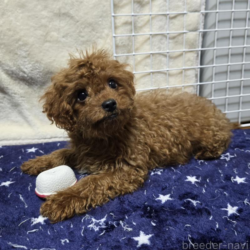 成約済の岡山県のトイプードル-411590の4枚目