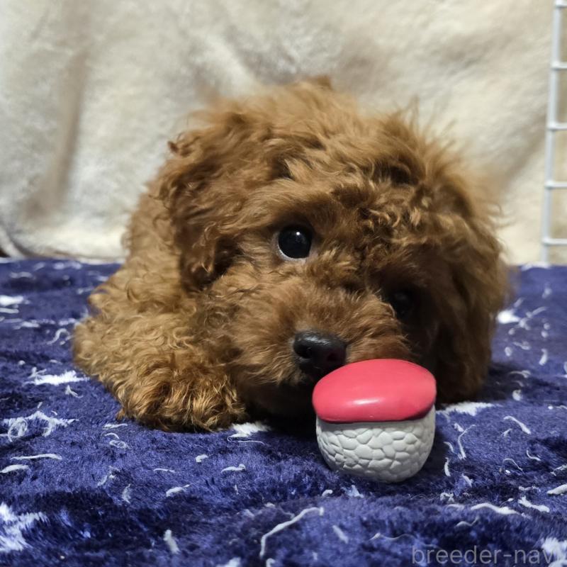 成約済の岡山県のトイプードル-411590の3枚目