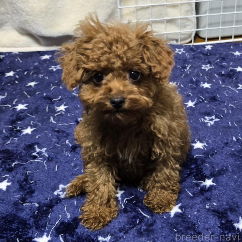 成約済の岡山県のトイプードル-411591の1枚目