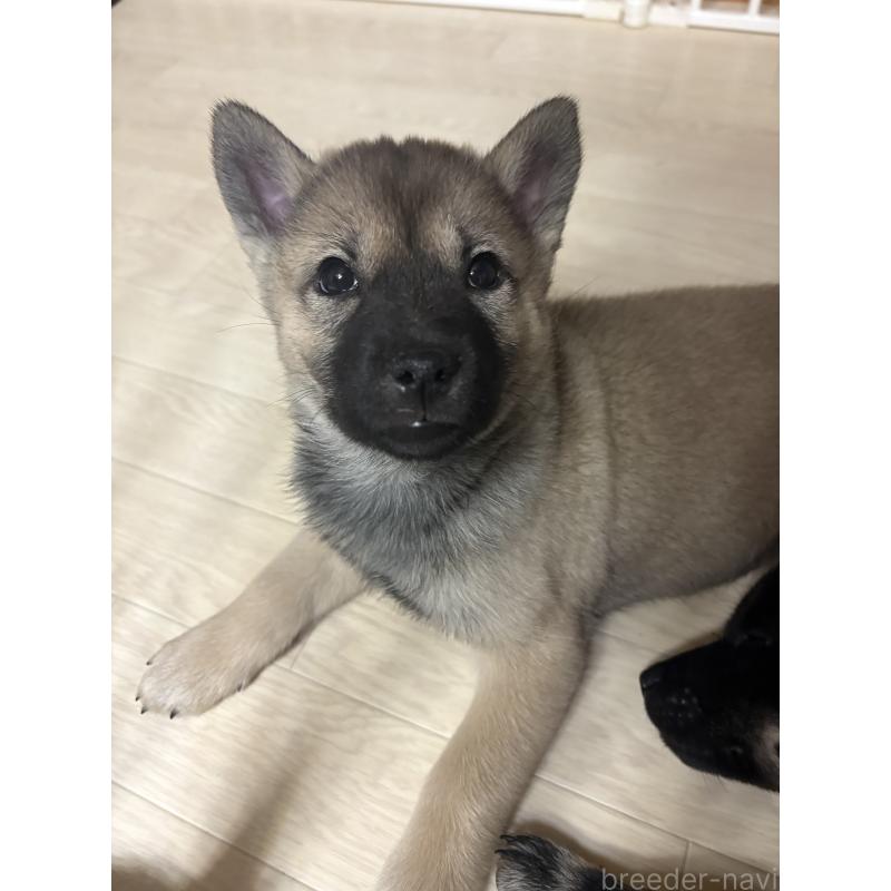 販売中の北海道の北海道犬-430989の2枚目