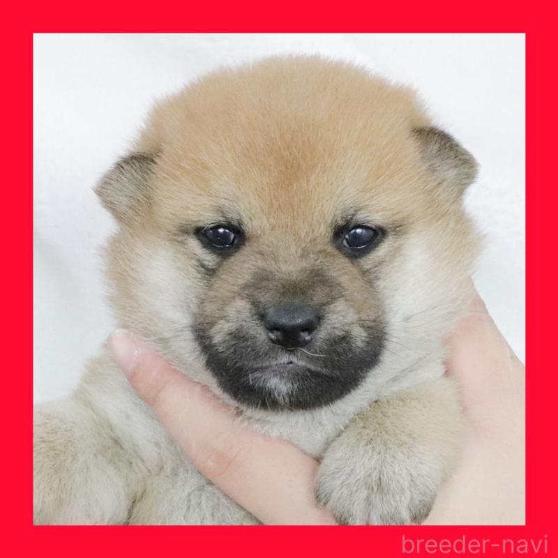 販売中の愛知県の柴犬-430990の1枚目