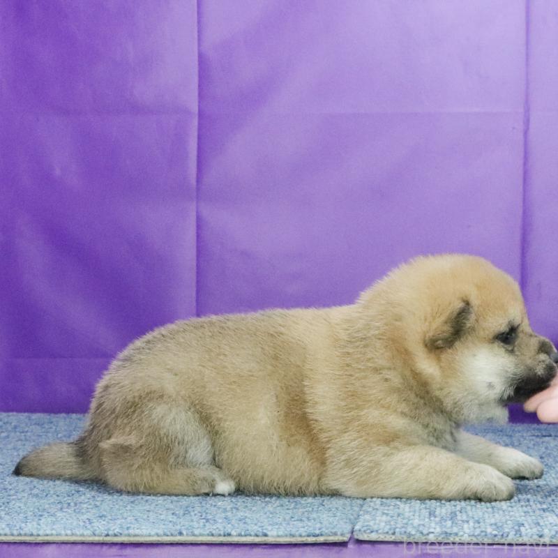 販売中の愛知県の柴犬-430990の3枚目