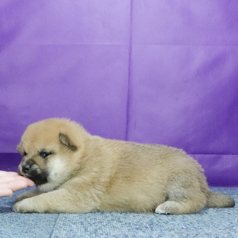 販売中の愛知県の柴犬-430990の2枚目