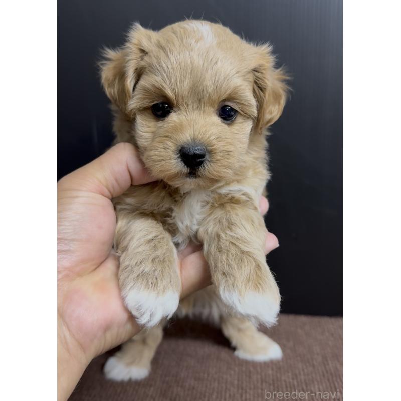 販売中の福岡県のマルプー:マルチーズ×トイプードル-430991の2枚目