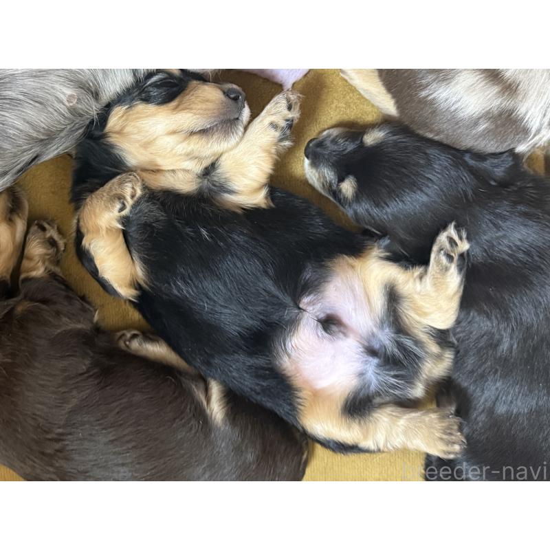 成約済の栃木県のミニチュアダックスフンド(ロングヘアード)-430828の5枚目