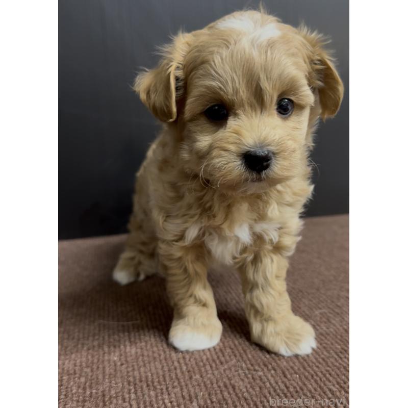 販売中の福岡県のマルプー:マルチーズ×トイプードル-430992の5枚目