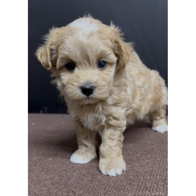 販売中の福岡県のマルプー:マルチーズ×トイプードル-430992の4枚目