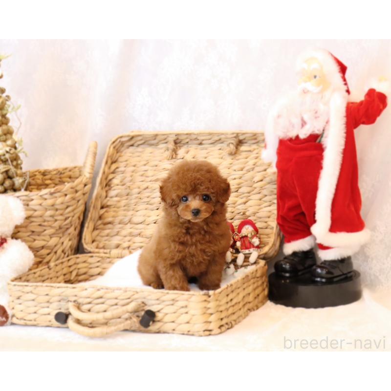 販売中の岡山県のタイニープードル-419770の12枚目