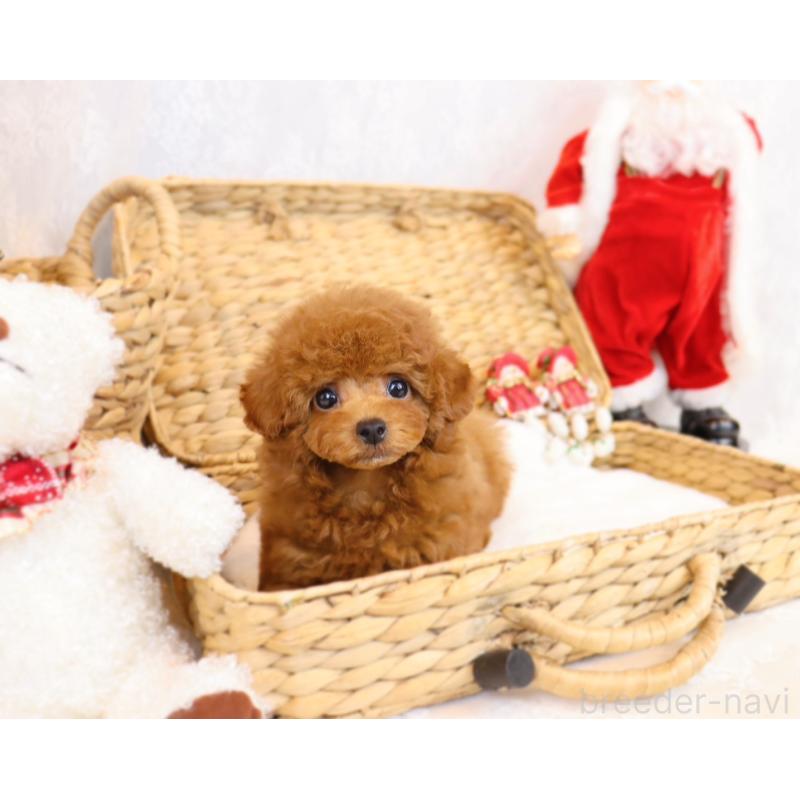 販売中の岡山県のタイニープードル-419770の11枚目