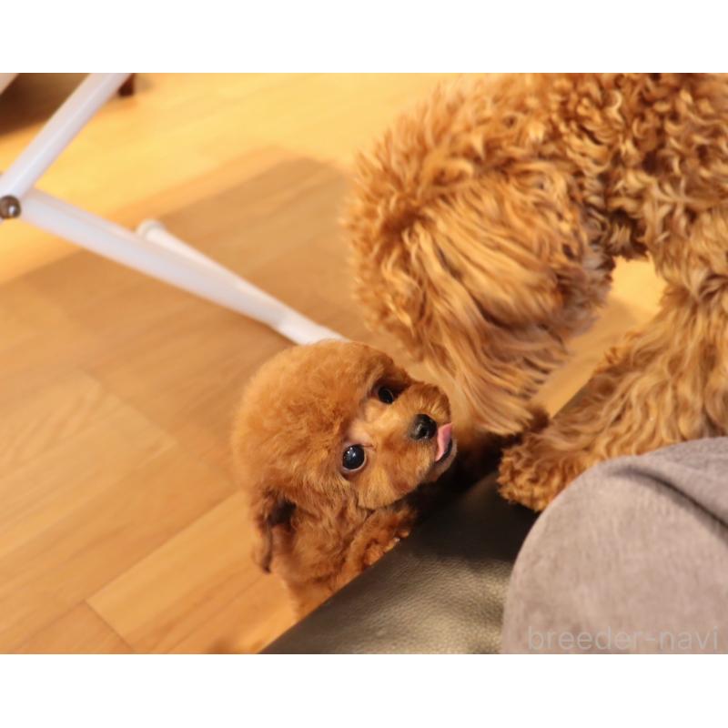 販売中の岡山県のタイニープードル-419770の10枚目