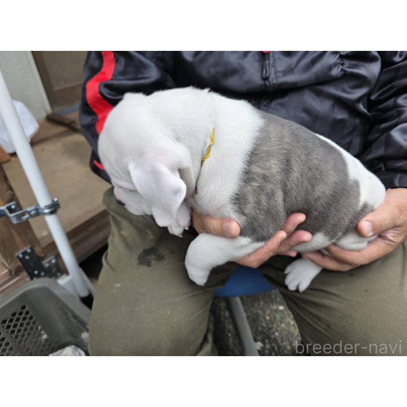 販売中の静岡県のアメリカンブリー-430994の4枚目