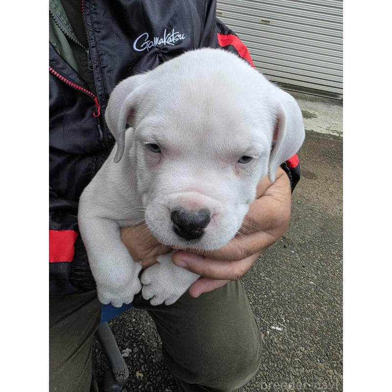 販売中の静岡県のアメリカンブリー-430994の3枚目