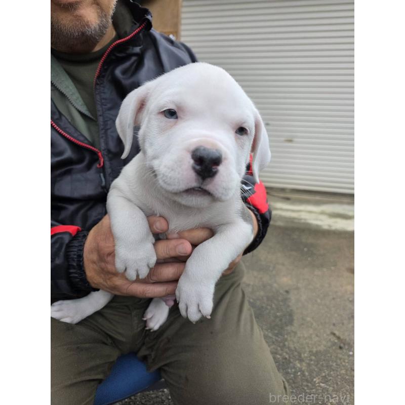 販売中の静岡県のアメリカンブリー-430994の2枚目