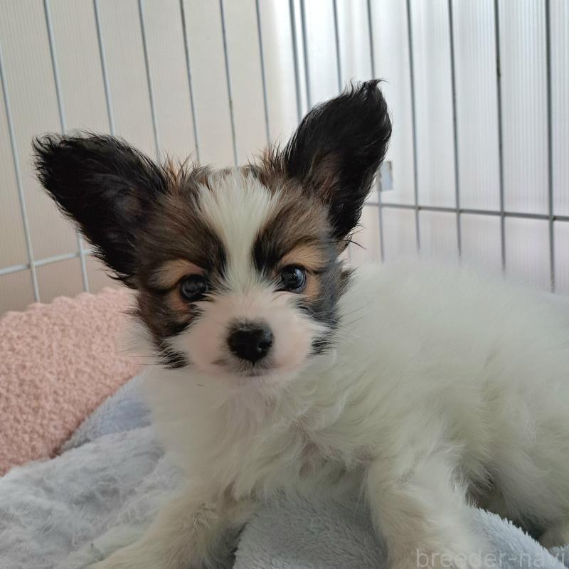 成約済の福岡県のパピヨン-422842の1枚目